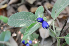 Coccocypselum lanceolatum