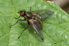 Macquartia grisea