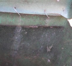 Lygodactylus capensis