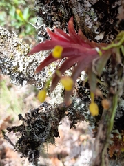 Pterostemma antioquiense