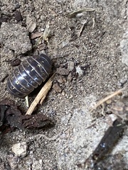 Armadillidium vulgare