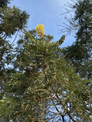 Peltophorum