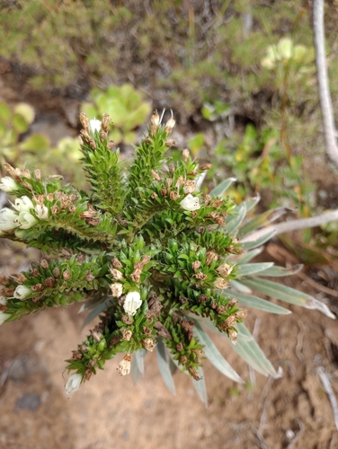 Echium leucophaeum, photograph 1