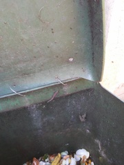 Lygodactylus capensis