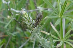 Agapanthia annularis