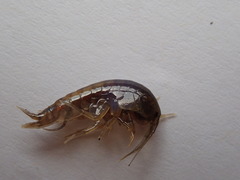 Gammarus fossarum