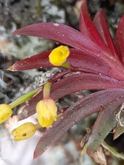 Pterostemma antioquiense