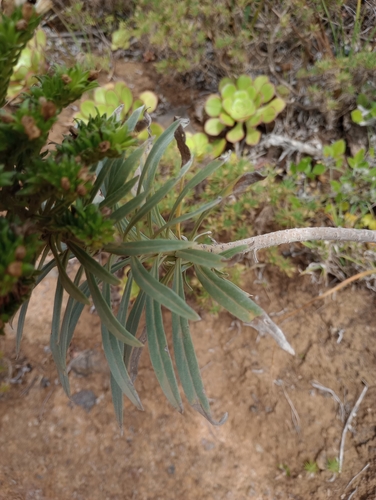 Echium leucophaeum, photograph 2