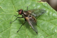 Macquartia grisea
