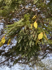 Peltophorum
