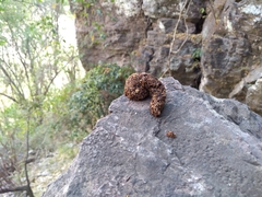 Bassariscus