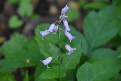 Hyacinthoides hispanica