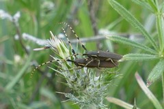 Agapanthia annularis