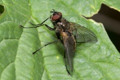 Macquartia grisea