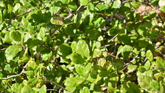 Quercus agrifolia oxyadenia