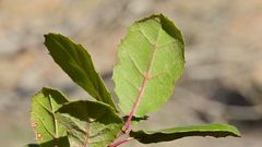 Quercus agrifolia oxyadenia
