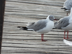 Chroicocephalus cirrocephalus