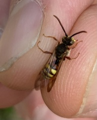 Nomada panzeri