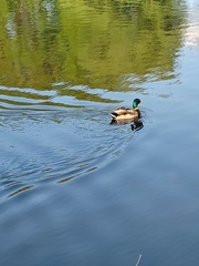 Anas platyrhynchos