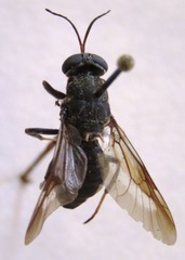 Cyphomyia albitarsis