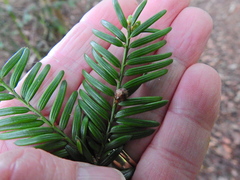 Cecidophyopsis psilaspis