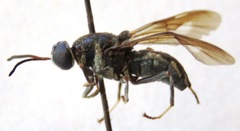 Cyphomyia albitarsis