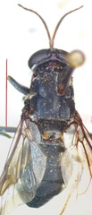 Cyphomyia albitarsis