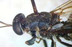 Cyphomyia albitarsis