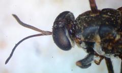 Cyphomyia albitarsis