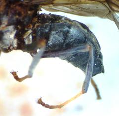 Cyphomyia albitarsis