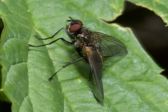Macquartia grisea