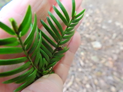 Cecidophyopsis psilaspis