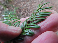 Cecidophyopsis psilaspis