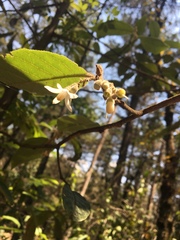 Styrax argenteus