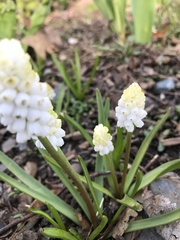 Muscari