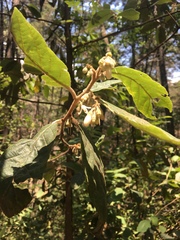 Styrax argenteus