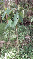 Smallanthus pyramidalis