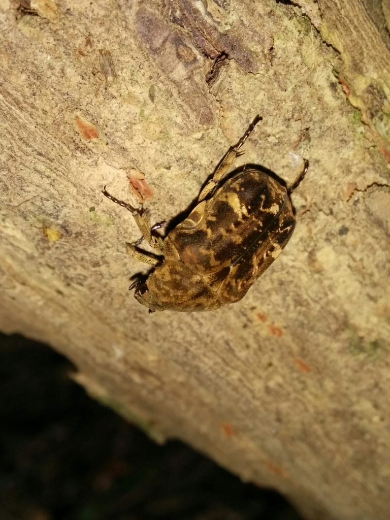 Protaetia ventralis