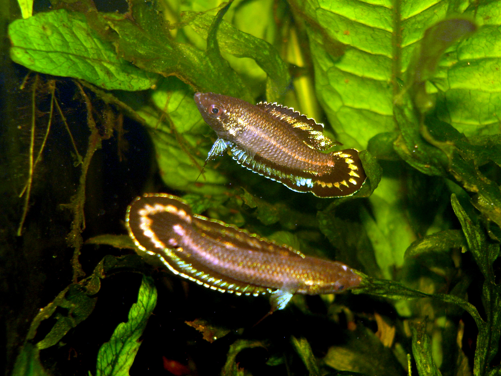 Harvey's Licorice Gourami (Fishes of North Selangor Peat Swamp Forest) · iNaturalist