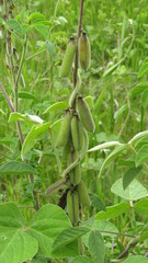 Crotalaria