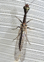 Harraphidia laufferi