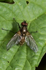 Macquartia grisea