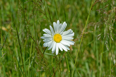 Leucanthemum