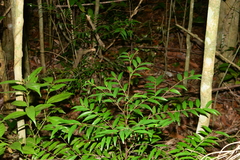 Xylopia brasiliensis