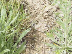 Psammodromus hispanicus
