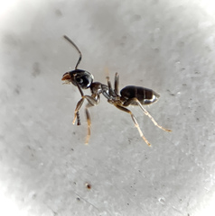 Tapinoma sessile
