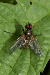Macquartia grisea