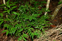 Xylopia brasiliensis
