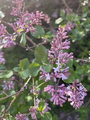 Syringa meyeri