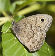 Cercyonis pegala boopis